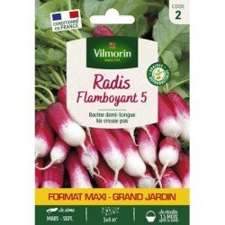 Radis FLAMBOYANT 5 - VILMORIN