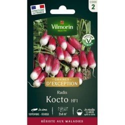 Radis KOCTO HF1 - VILMORIN