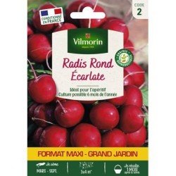 Radis Ronds ÉCARLATE - VILMORIN