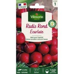 Radis Ronds Écarlate - VILMORIN