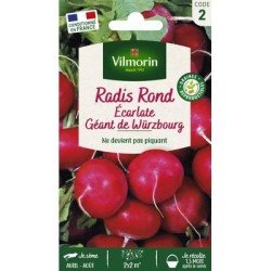 Radis Ronds Écarlate Géant de Würzbourg - VILMORIN