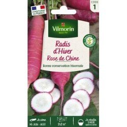 Radis Rose d'hiver de Chine - VILMORIN