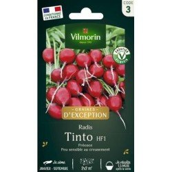 Radis Ronds TINTO HF1 - VILMORIN