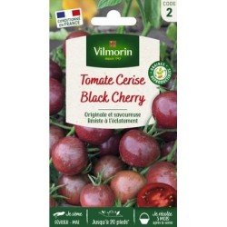 Tomate BLACK CHERRY - VILMORIN