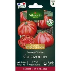 Tomate Côtelée CORAZON HF1 - VILMORIN