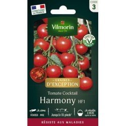 Tomate Cocktail Ronde HARMONY HF1 - VILMORIN