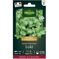 Basilic GENOVESE LOKI - VILMORIN