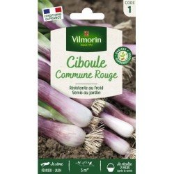 Ciboule Commune Rouge - VILMORIN