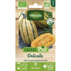 Courge DELICATA BIO - VILMORIN