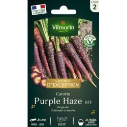 Carotte PURPLE HAZE - VILMORIN