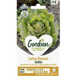 Laitue Batavia SIERRA - GONDIAN