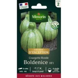 Courgette Ronde BOLDENICE HF1 - VILMORIN