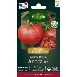 Tomate ronde AGORA HF1 - VILMORIN