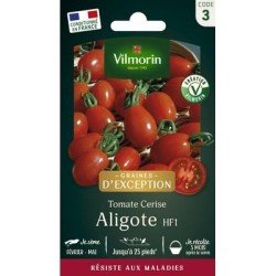 Tomate Cerise ALIGOTE HF1 - VILMORIN