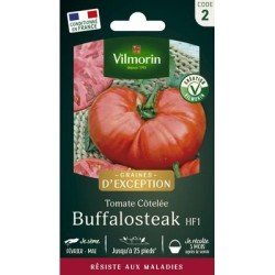 Tomate côtelée BUFFALOSTEAK HF1 - VILMORIN