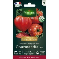 Tomate  GOURMANDIA HF1 - VILMORIN