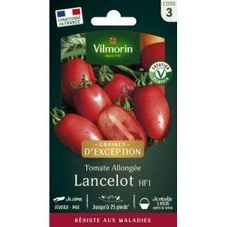 Tomate Allongée LANCLEOT HF1 - VILMORIN